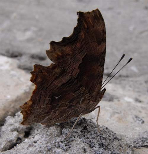 Ropalocero albanese - Polygonia egea